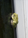 Froggie is back
